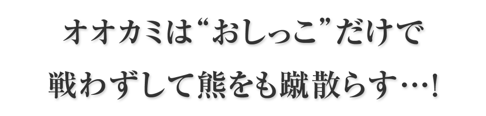 オオカミは“おしっこ”だけで戦わずして熊をも蹴散らす…！